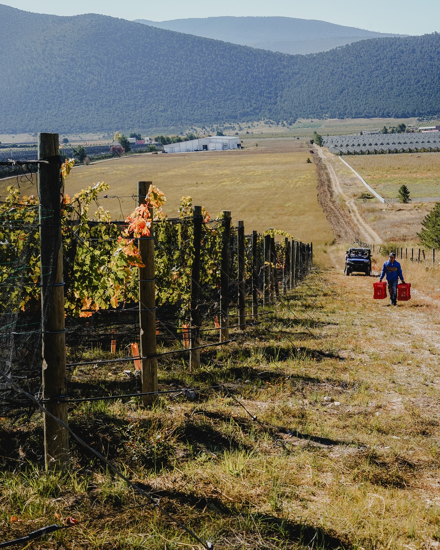 Viñedo D'Guadiana en la Sierra de Arteaga